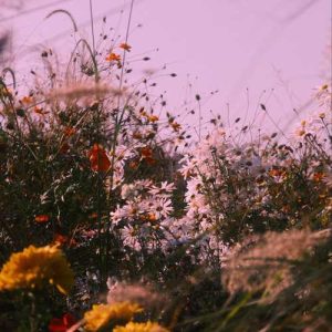 دانلود آهنگ معجزه شرقی منوچهر طاهرزاده